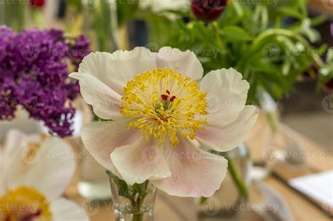 pink peony flower 9995717 Stock Photo at Vecteezy