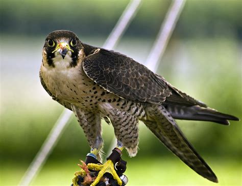 Peregrine Falcon Eating by uglybugga on DeviantArt