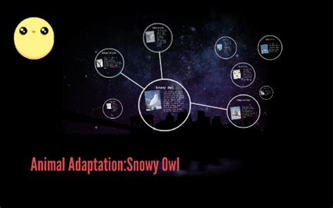 Animal Adaptation:Snowy Owl by