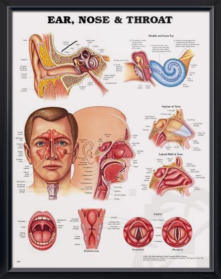 Ear, Nose & Throat Chart 20x26 | Anatomie und physiologie, Anatomie, Anatomie lernen