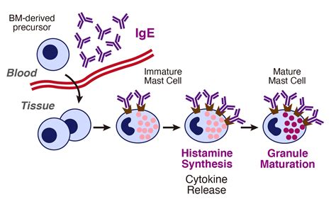 Cells | Free Full-Text | Roles of IgE and Histamine in Mast Cell Maturation