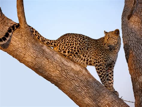 Photo leopard Big cats Animals