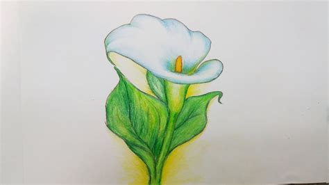 Here’s A Quick Way To Solve A Tips About How To Draw A Calla Lily ...