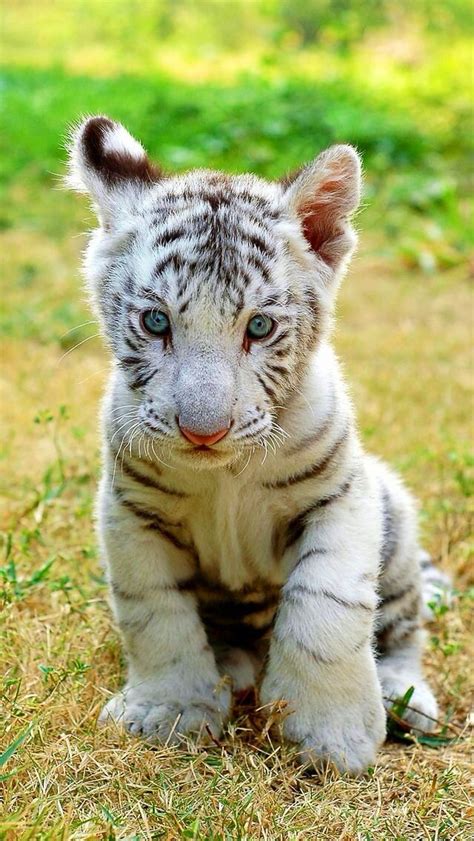 Baby white tiger!!! | Animals that I love | Pinterest | Tigers, Babies and Animal