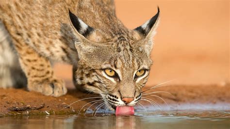 South Texas Animals at a pond on a hot Day - including a Bobcat | Texas animals, Animals ...