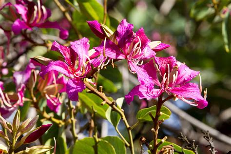 Orchid Tree | San Diego Zoo Animals & Plants