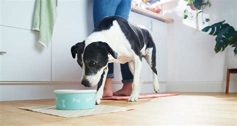 Dog Cancer Diet: What to Feed a Dog With Cancer | BeChewy