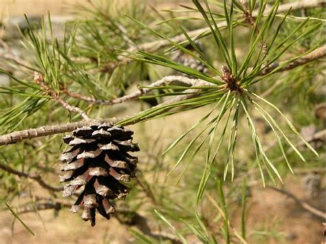 Pinus virginiana / Virginia pine | Conifer Species | American Conifer ...