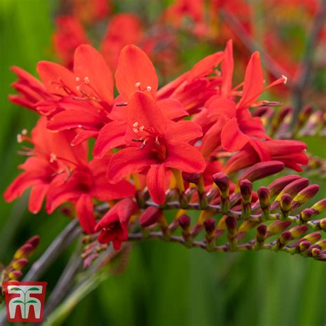 Crocosmia 'Lucifer' - Bulbs | Thompson & Morgan