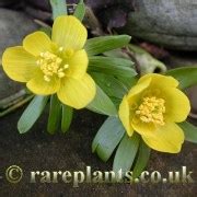 Eranthis hyemalis – RarePlants