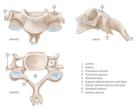 Transverse Foramen Of Cervical Vertebrae