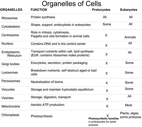 Animal Cell Organelles And Their Functions