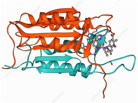 Caspase-3 and inhibitor - Stock Image - F006/9457 - Science Photo Library