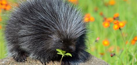 A Prickly Situation: Your Pets Vs. Porcupines | ASPCA