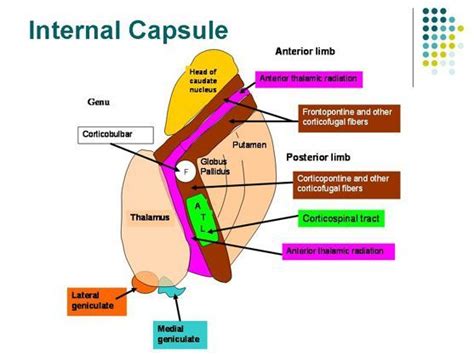 Pin on Neurociencias