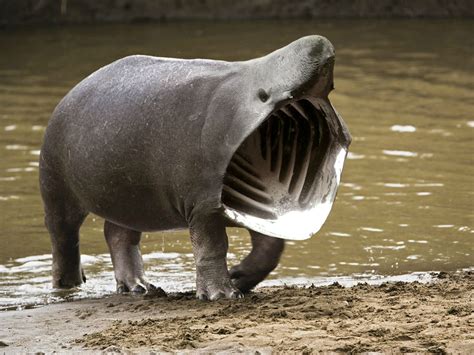 Funny Hybrid Animals - The Best 13 Photoshopped Creations