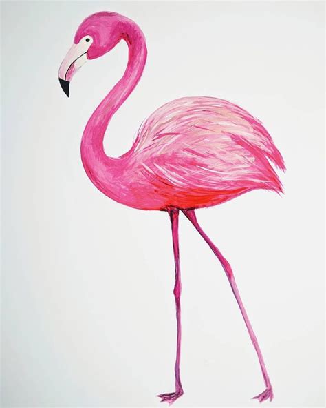 Flamingo drawing illustration | Рисунки