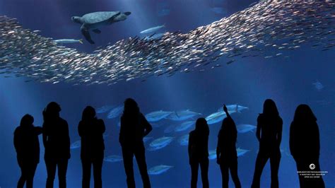 Monterey Bay Aquarium Wallpaper - WallpaperSafari