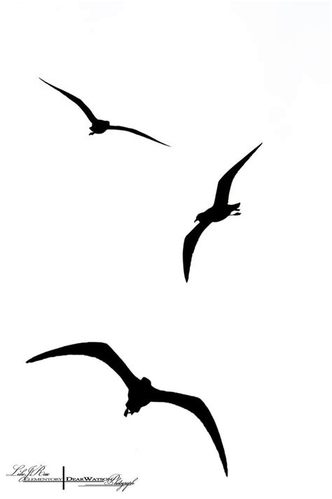 Silhouette Birds Flying - ClipArt Best