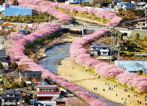 Cherry Blossoms In This Japanese Town Are Now In Full Bloom, And It Looks Out Of This World ...