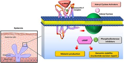 Frontiers | The Importance of Melanocortin Receptors and Their Agonists in Pulmonary Disease