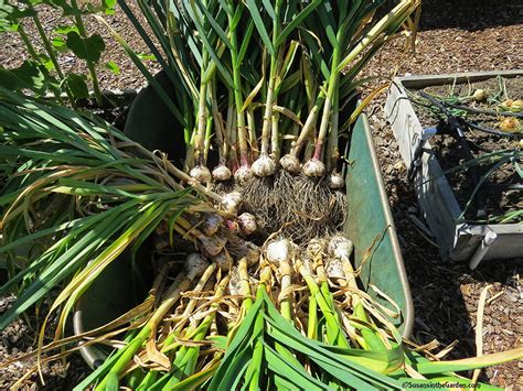 garlic harvest