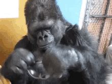 Gorilla Mate Gifs