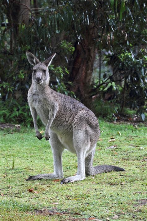 Eastern grey kangaroo stock photo containing macropus and giganteus ...