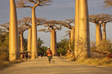 baobab | Description, Species, Distribution, & Importance | Britannica