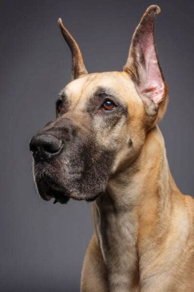 Great Dane Cropped Ears: 3 Best Great Dane Ear Cropping Styles ...