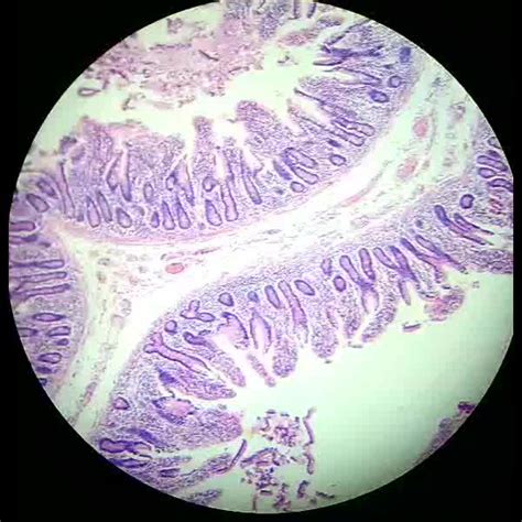 Professional Human Histology Slides Dense Connective Tissue - Buy Histology Slides,Histology ...