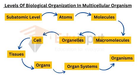 Sequence For Levels Of Biological Organization Within A Multicellular ...