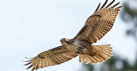 Conserving Beauty: The Biography of Krider's Hawk in North America ...