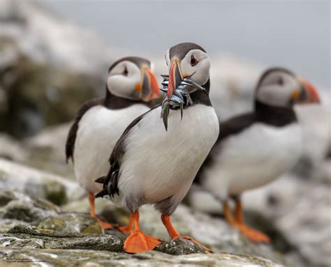 Puffin with sand eels | Taken at the Farne Islands. | Flickr