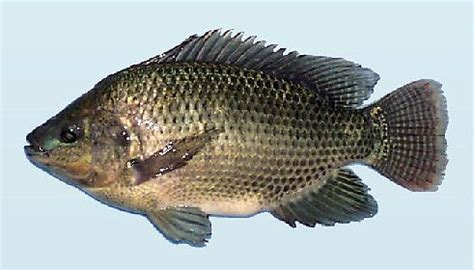 Tilapia - cichlid genus Tilapia | Oreochromis niloticus niloticus - Cooking Signature