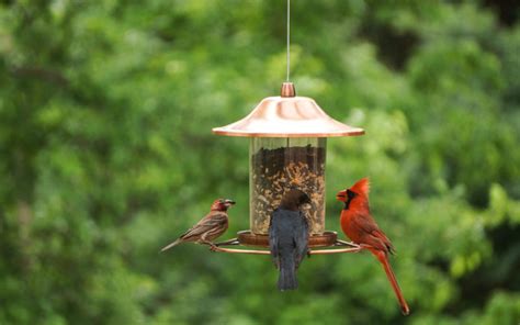 How To Attract Birds To Your Yard In 9 Steps - Stauffers