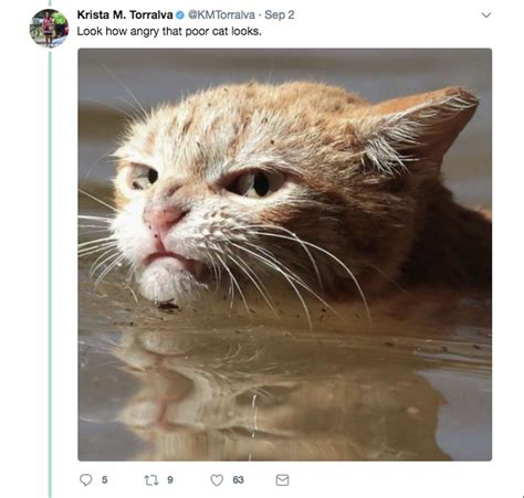 Photo of 'angry' cat in Harvey floodwaters sparks memes, controversy