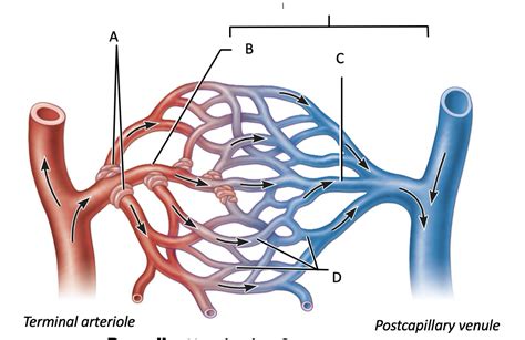 Anatomy of capillary bed Diagram | Quizlet