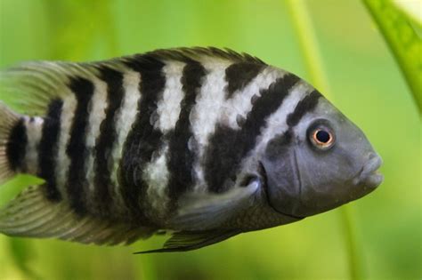 Zebra Cichlid: Your Guide to Perfect Care, Maintenance and Breeding