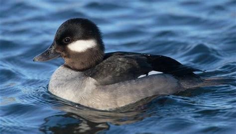 How Does a Duck Fly? | Sciencing