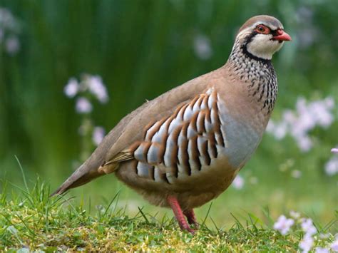 Chukar Partridge (Adults) - Pepper Ponderosa