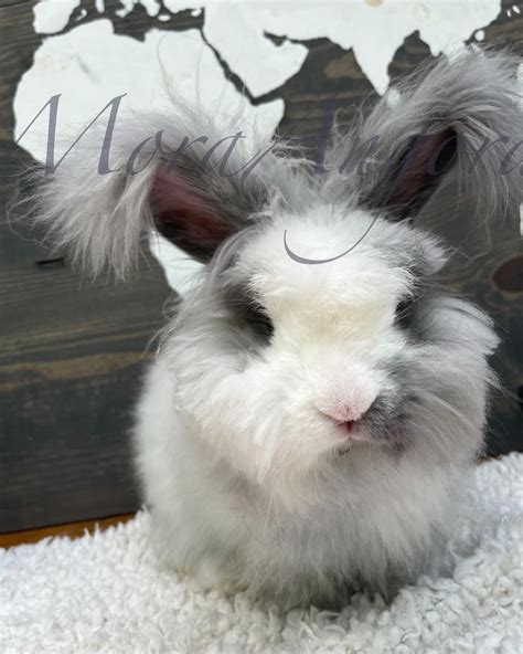 Angora Rabbit for Sale | Angora Wool | Mora Angora