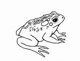Free Printable Toad Coloring Pages For Kids sketch template