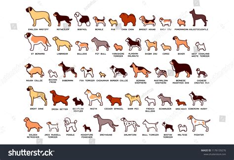 34,811 Breeds Poster Images, Stock Photos & Vectors | Shutterstock