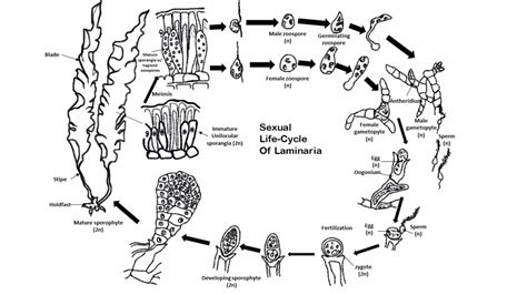 Kelp: Laminaria, a brown algae – Inanimate Life