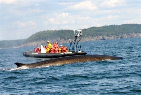 Fundy Tide Runners Whale Watch & Nature Tours, St. Andrews, New ...