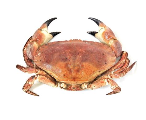 Buy Whole Cooked Brown Crab 800-950g Online at the Best Price, Free UK Delivery - Bradley's Fish