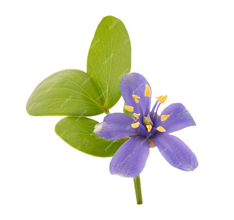 Premium Photo | Lignum vitae or guaiacum officinale flower isolated on ...