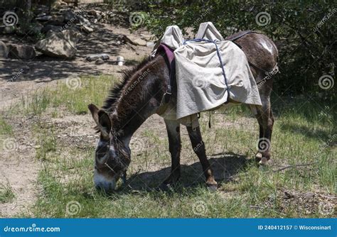 Pack Burro, Donkey, Packing, Backpacking Stock Image - Image of ...