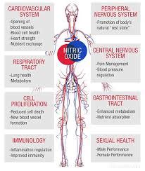 Nose Breathing Improves Health and Performance by Increasing Nitric Oxide Levels - Tim Altman ...